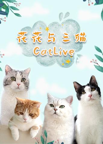 花花与三猫catlive 20191116期